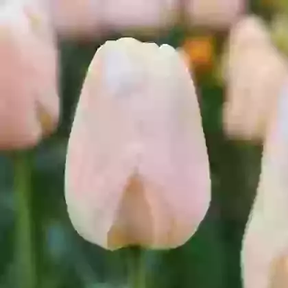 Apricot Pride